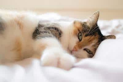 Long-haired calico cat lying on a white bed spread stretching.