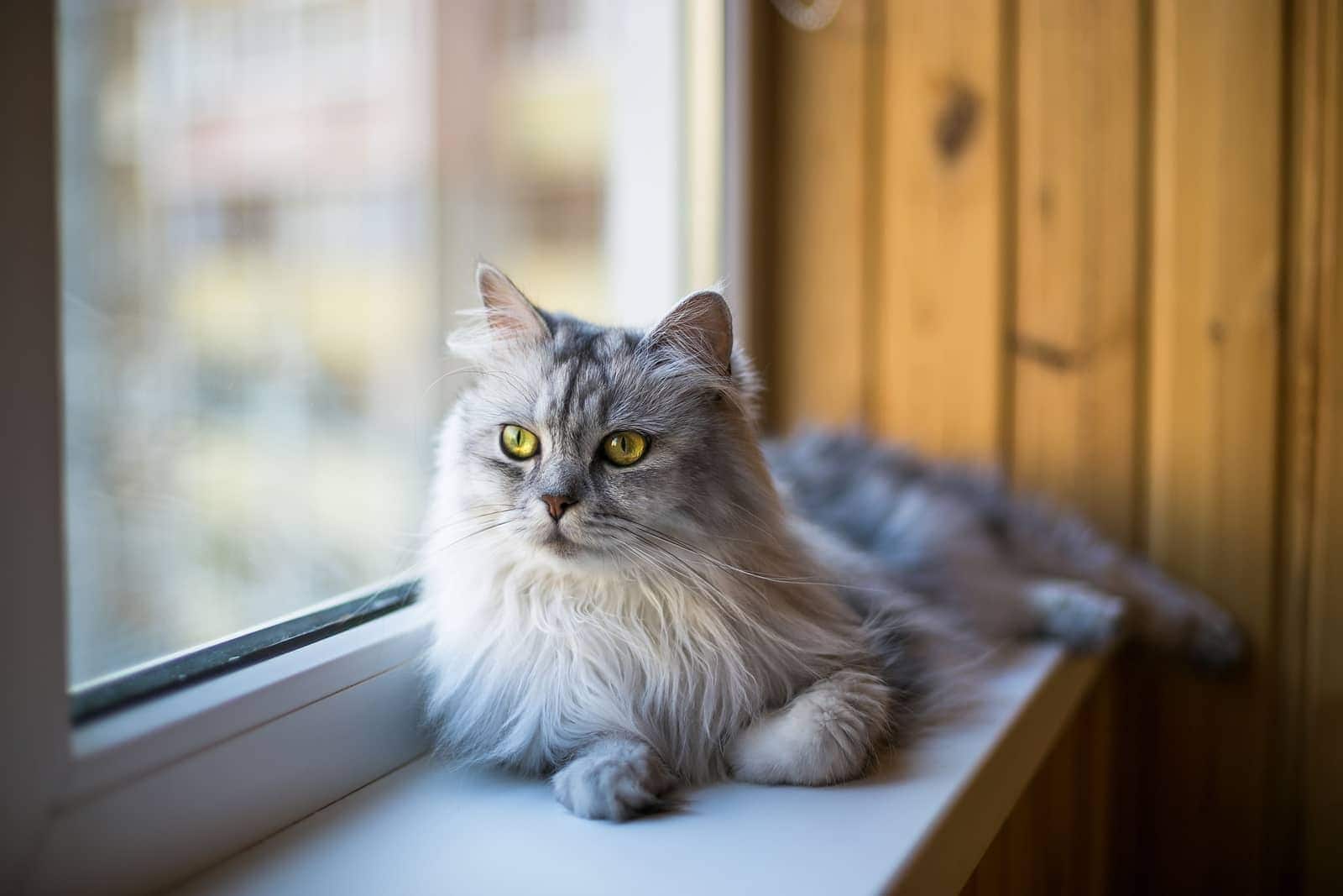 long-haired-cat relaxing-on-windowsill-SW Long-haired cat relaxing on a windowsill.