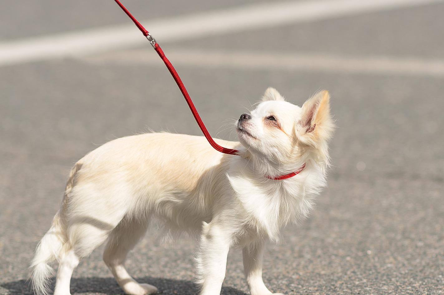Long-haried Chihuahua dog frowns in the bright sun while on a leash.