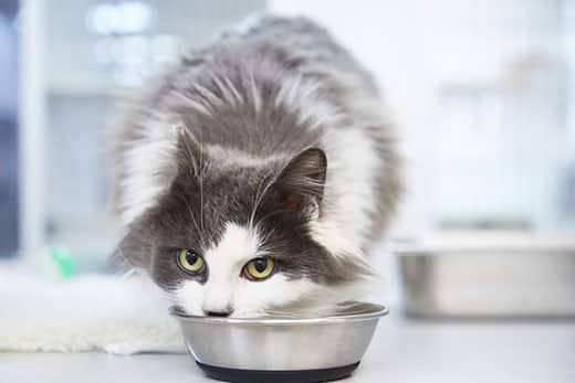 Long-haired gray and white cat eating food from a cat bowl