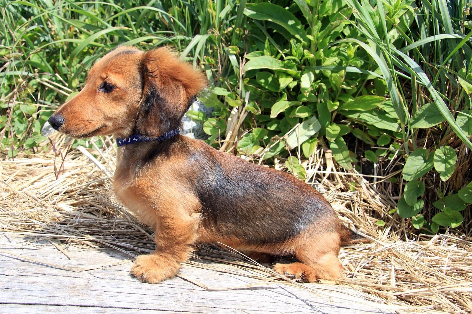longhair-dachshund-puppy-outside Brown longhair dachshund puppy outside.