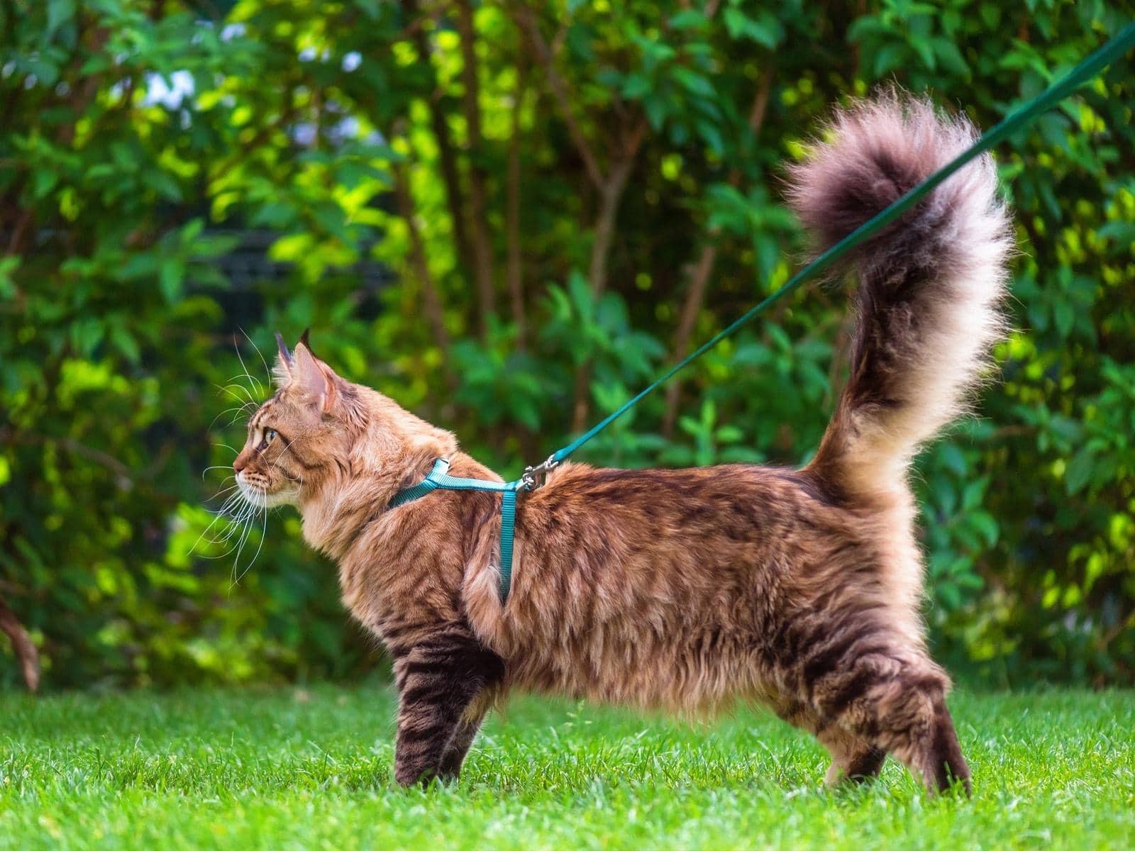 maine-coon-on-leash Maine Coon cat on a harness and leash outdoors in the grass.