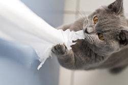 naughty_cat_british_shorthair_ripping_toilet_paper_with_claws