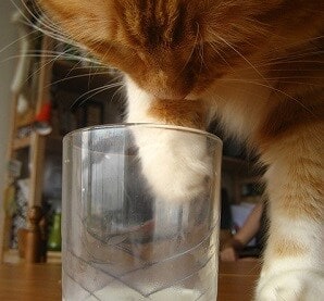orange tabby cat with paw in glass orange tabby cat with paw in a drinking glass.