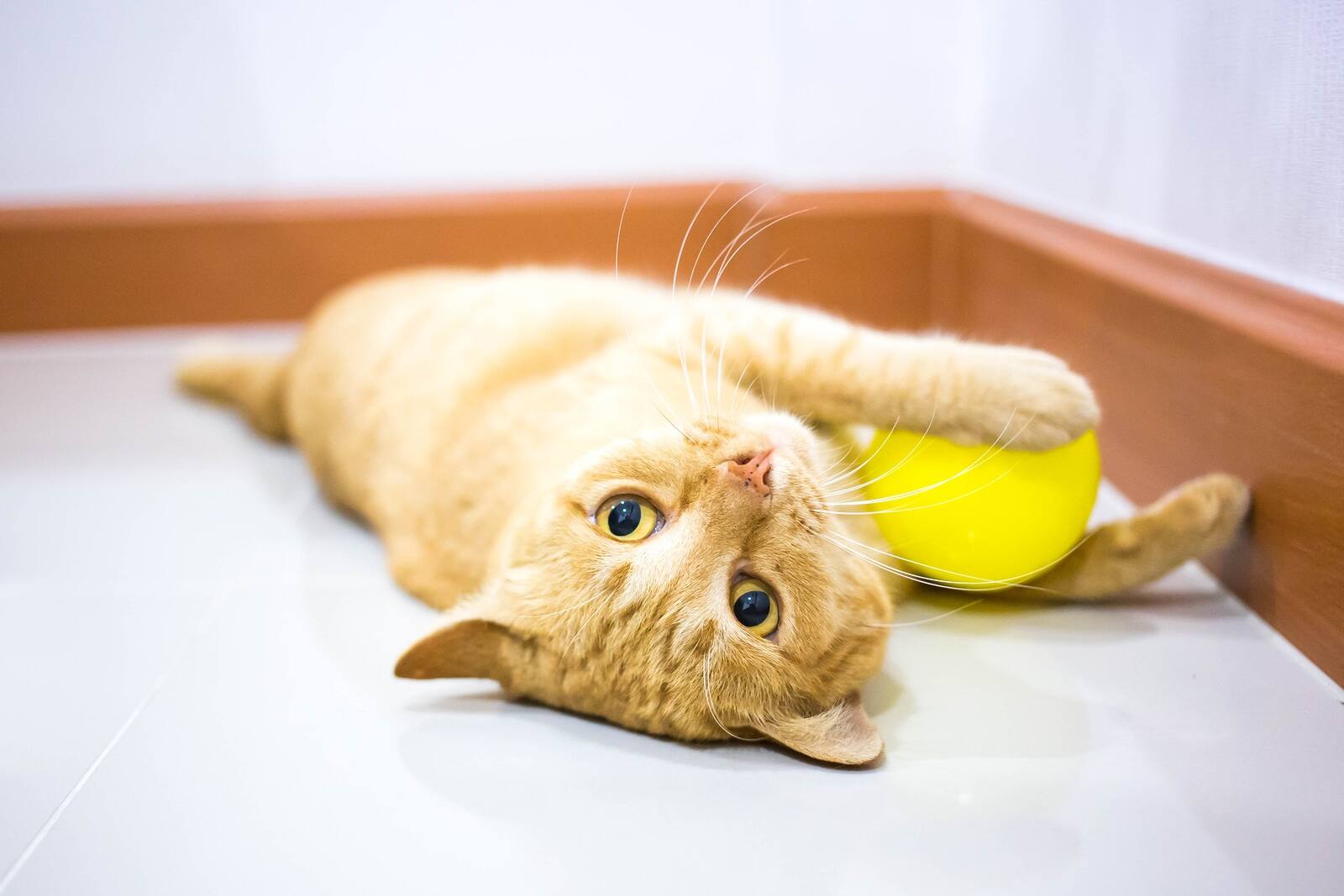 橘色虎斑幼貓躺在地板上玩黃色的球Orange tabby kitten lying down playing with yellow ball on floor