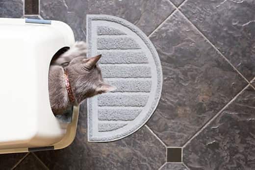 Overhead view of a gray cat sticking head out of a litter box.