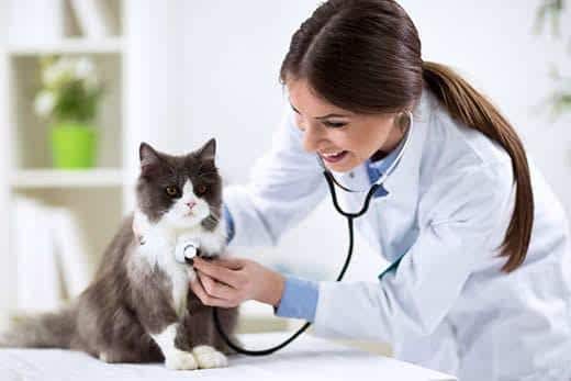 Persian cat with veterinarian doctor at vet clinic Persian cat with veterinarian doctor at vet clinic