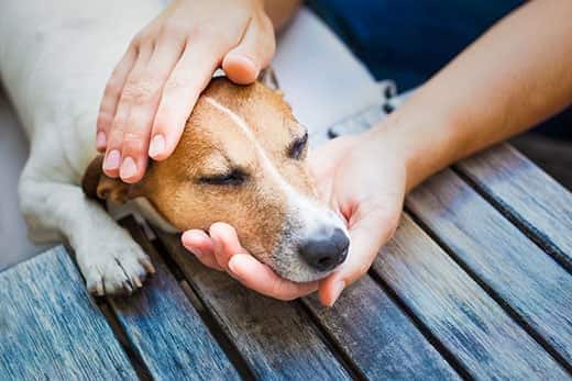 person-holding-jack-russells-head Person holding the head of a Jack Russell terrier lying on a deck.