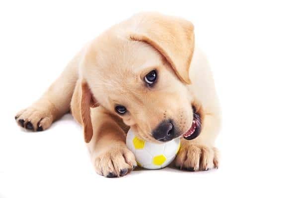 Yellow puppy lab chewing on a small toy soccer ball