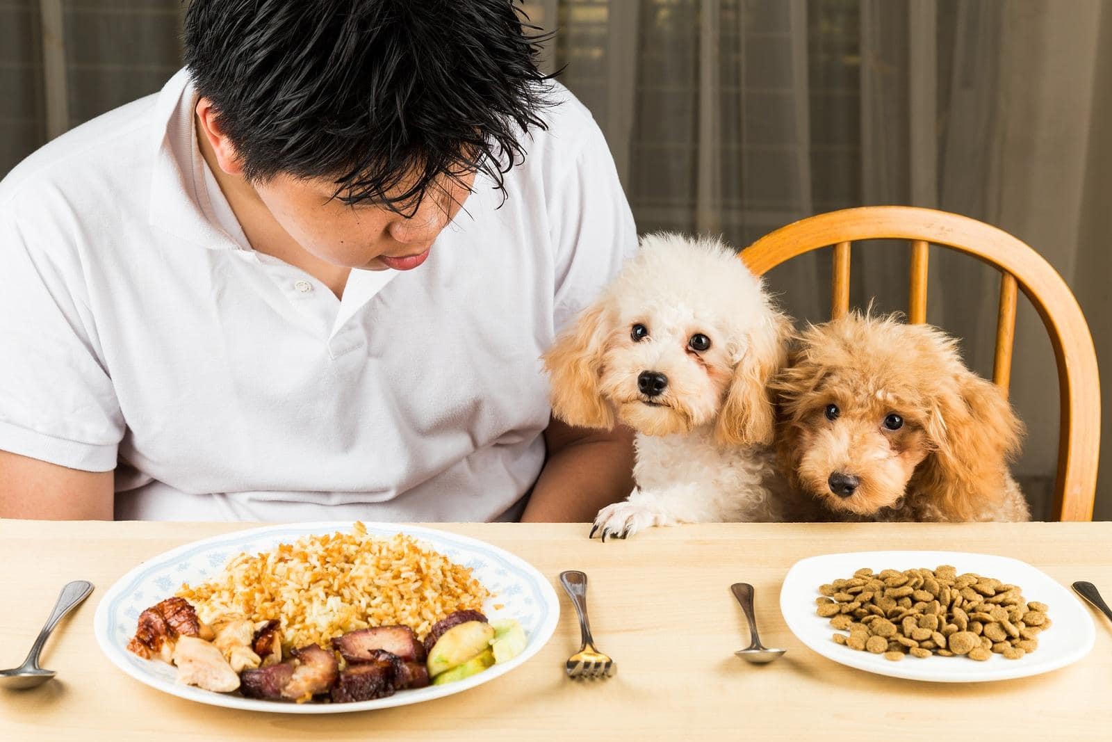 Puppies eyeing the plate of rice and meat on a teenager