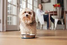 Dog standing over metal food dish in the kitchen