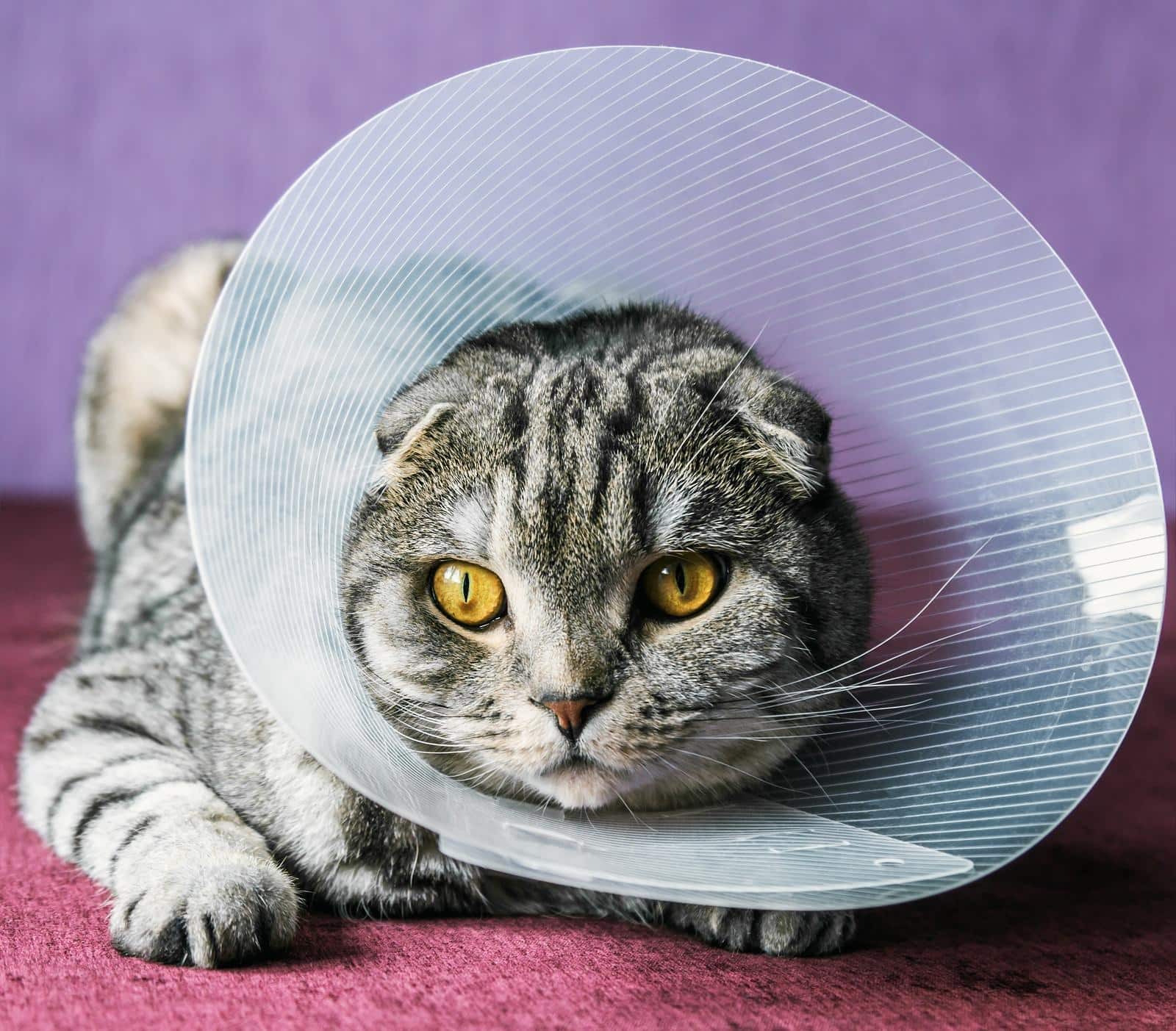 scottish-fold-cat-in-cone Scottish fold cat in a plastic protective cone