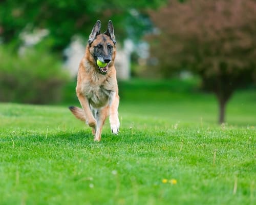 senior dog play German Shepherd running with a tennis ball in his mouth at the park.