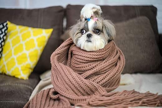 Shih Tzu wrapped up in a brown scarf on a couch.