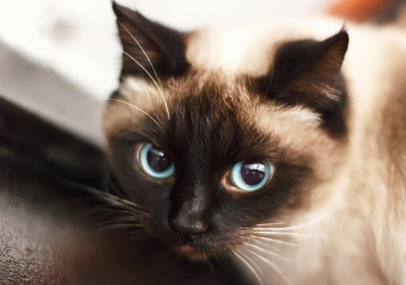 Siamese kitten with blue eyes.