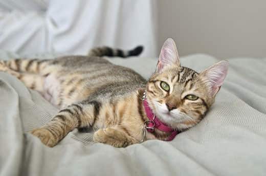 Gray, striped tabby Cat laying on bed