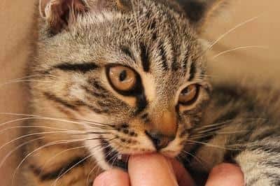 Gray tabby cat nibbling on the knuckle of a human's finger.