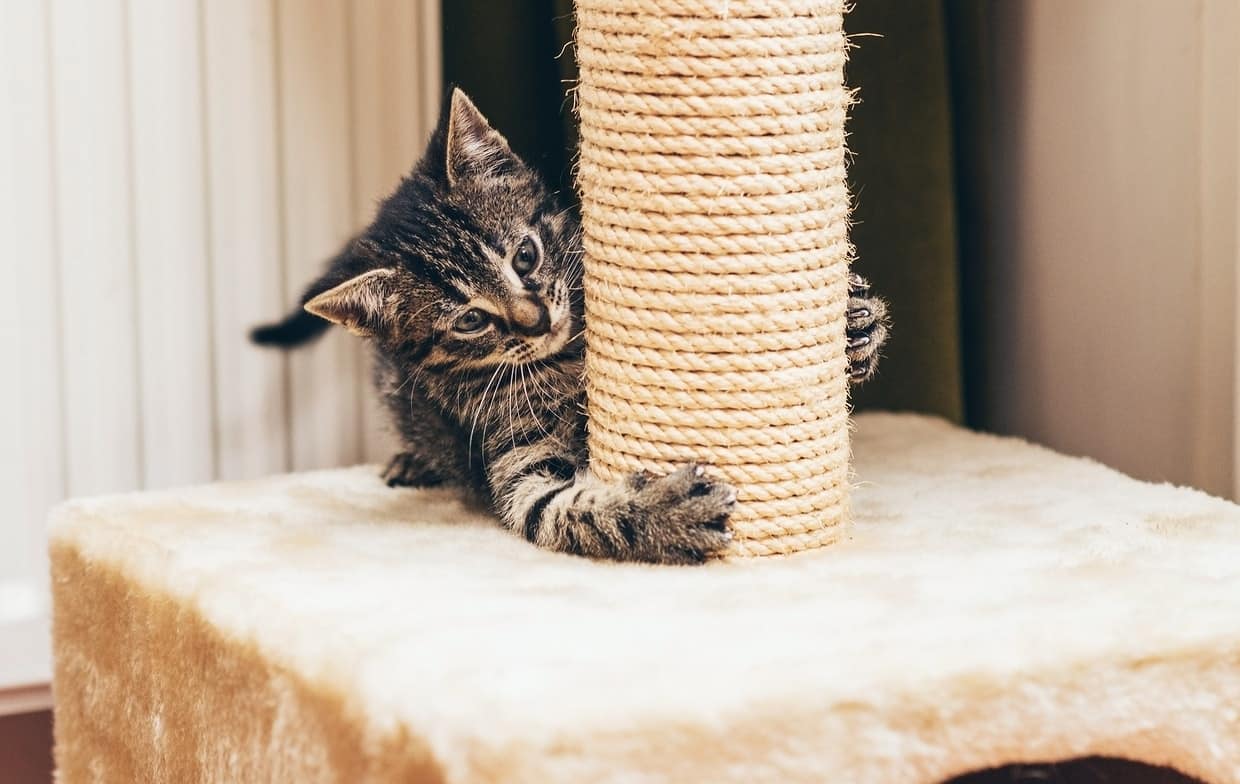 tabby-kitten-claws-at-cat-scratch-post Gray tabby kitten claws at the base of a cat scratch post.