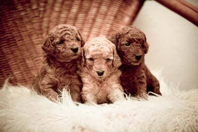 Toy-poodle puppies Three golden doodle puppies sitting on a white fluffy pillow on a wicker chair.