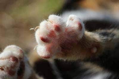 Little kitten paws shown from the underside.
