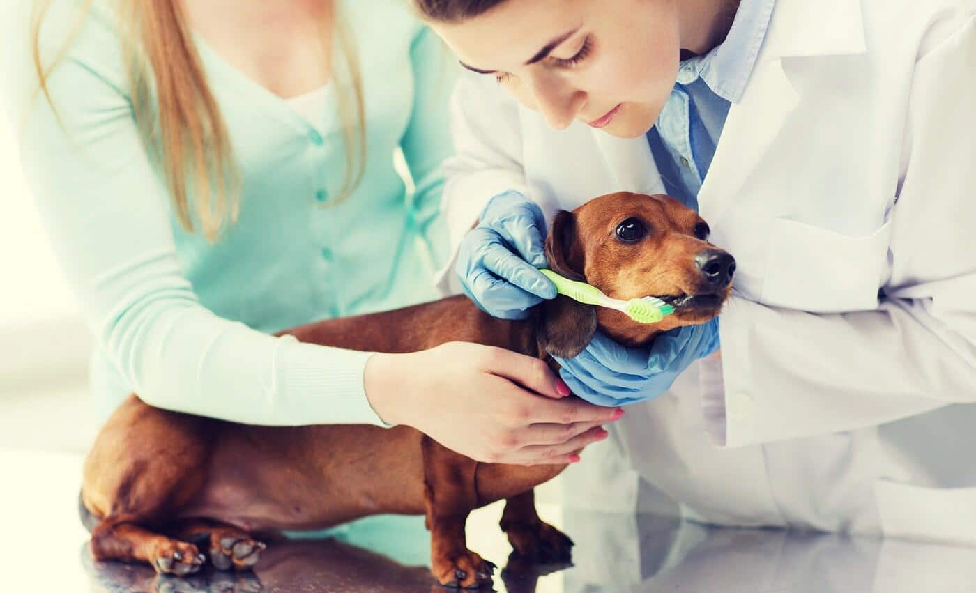 woman holds onto dachshund while female vet cleans her teeth.