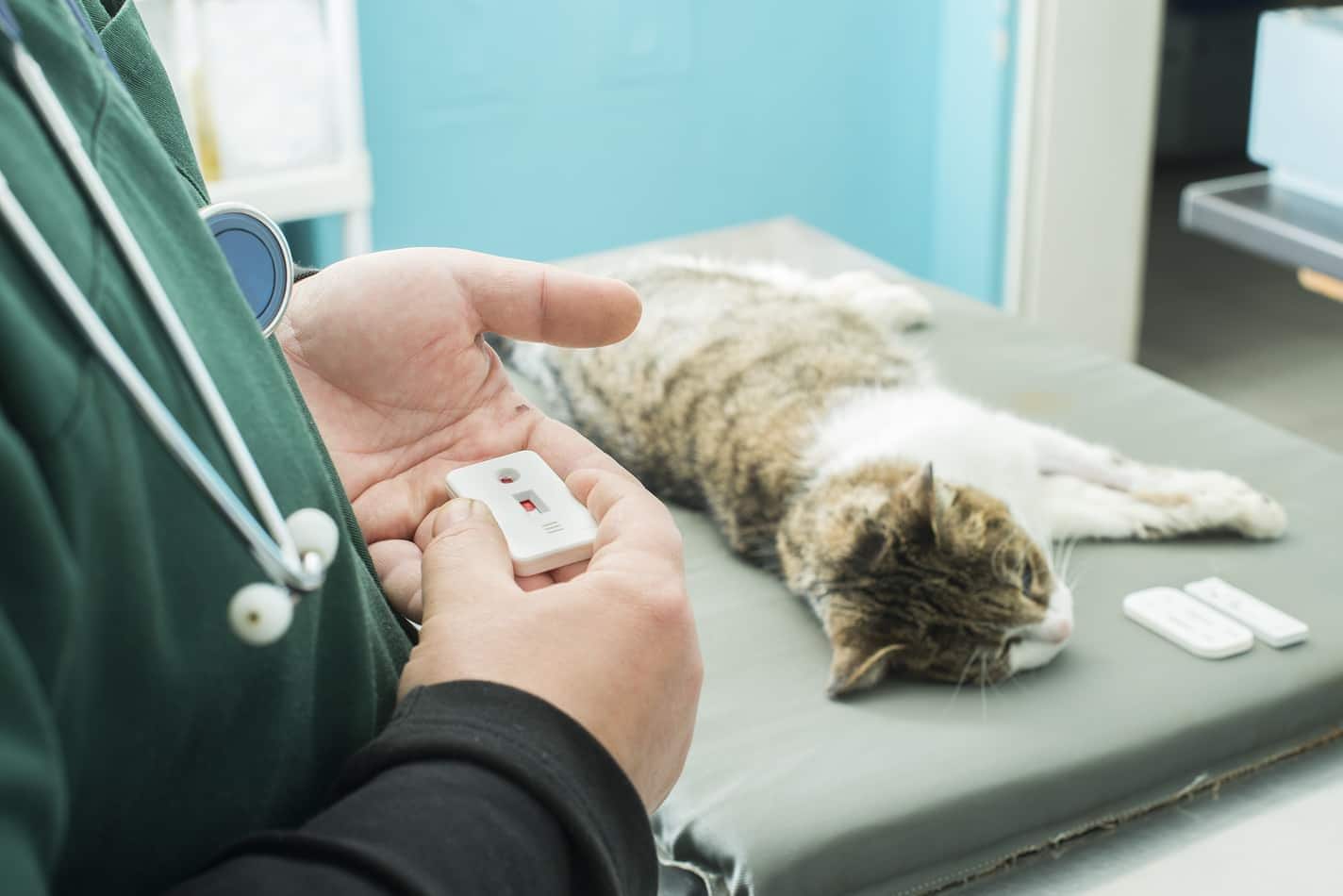 Vet taking a blood test while cat lies on table.