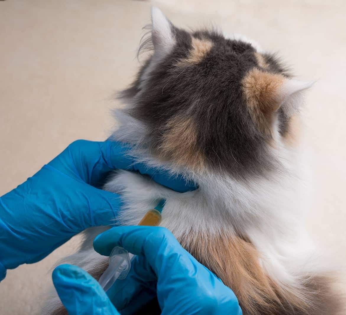 Pair of hands in blue latex gloves injects a calico cat in the back.