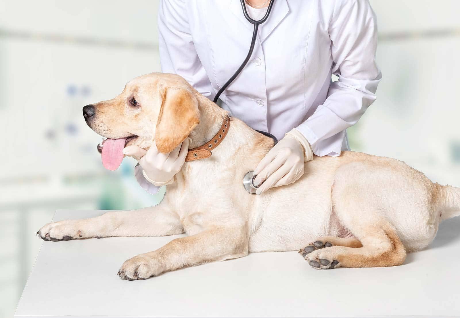 Veterinarian listens to yellow lab's internal organs on examination table.
