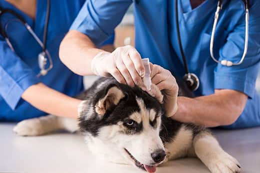 veterinarians-giving-husky-ear-medicine Veterinarians give a husky ear drops while sitting on lab table.