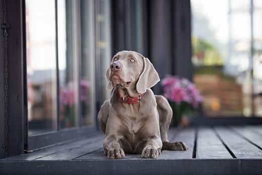 weimaraner-laying-on-deck-SW Weimaraner dog in red collor lays on a black deck.
