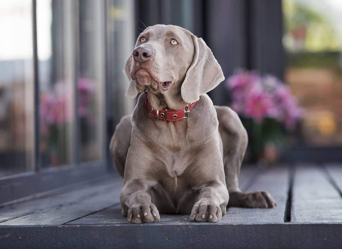 weimaraner-on-deck-SW Weimaraner dog sitting on wooden deck