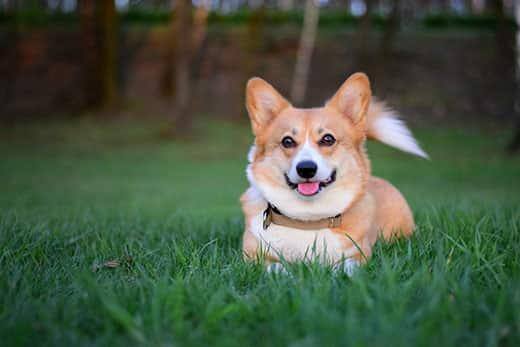welsh-pembroke-corgi-playing-in-grass-SW 開心的柯基坐在草地上
