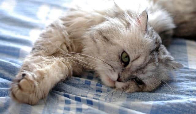 White and gray fluffy cat stretching on a bed