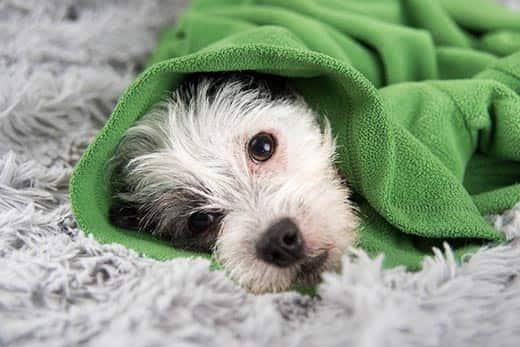 White and black dog lays on rug wrapped in green sweater.