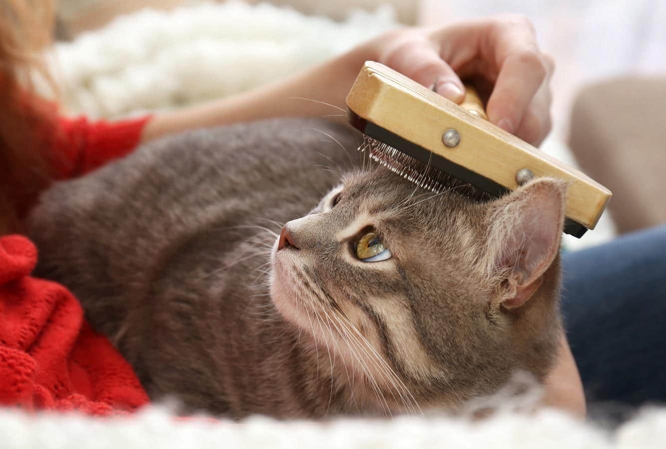 woman-brushing-cat Woman combing cat with brush on couch, close up