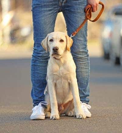 Owner and sitting Labrador dog in city on unfocused background Yellow lab puppy sitting at owner's feet on a leash