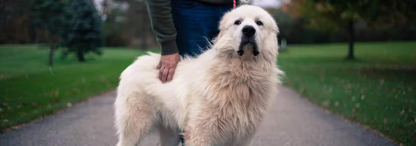 大白熊犬的照片