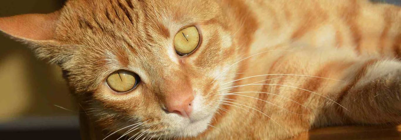 美國短毛貓的照片