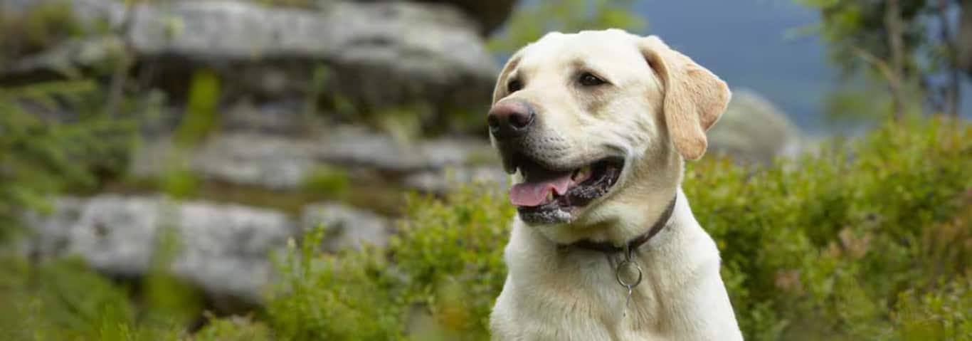 拉布拉多獵犬的照片