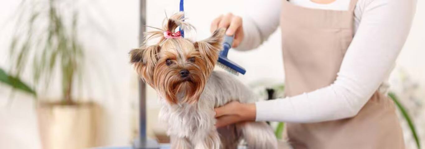 約克夏犬的照片