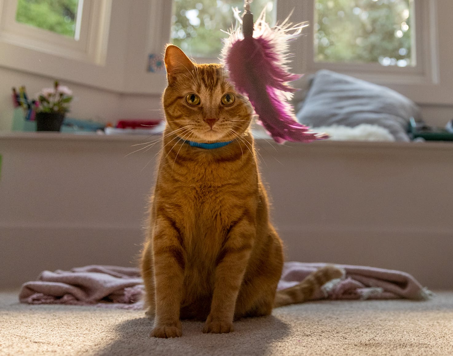 一隻貓看著逗貓棒