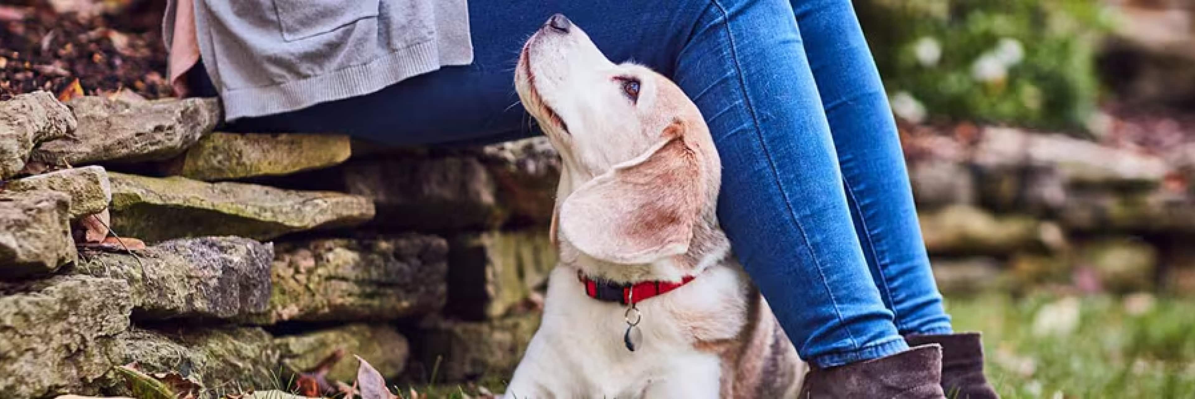 狗狗深情地看著飼主