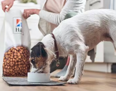 狗狗在吃希爾思犬用食品