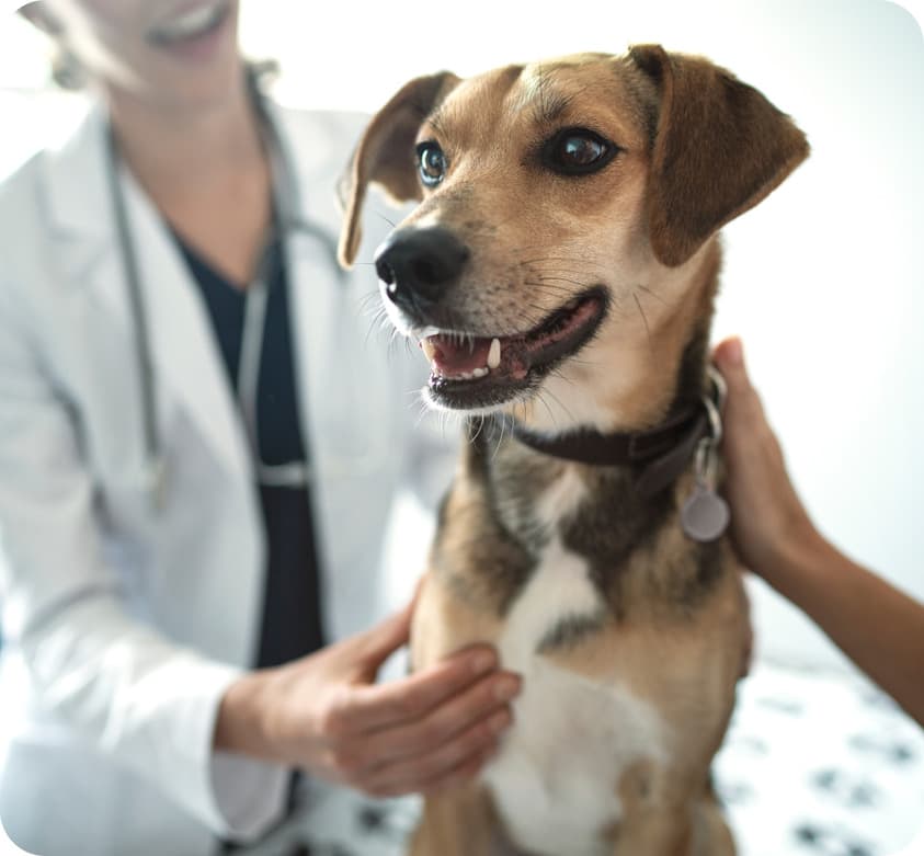 A dog in a clinic beside a veterinarian