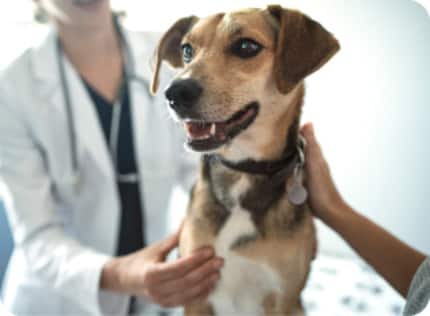 A dog in a clinic beside a veterinarian