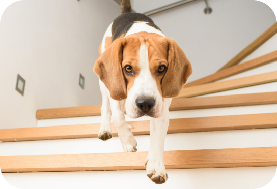 小型迷你犬 1-11kg