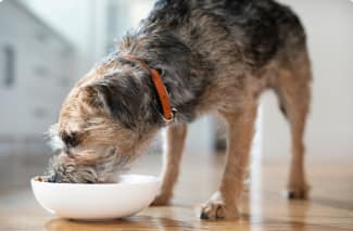 11 歲以上的高齡犬