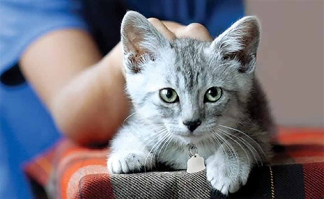 動物收容所裡的一隻小貓