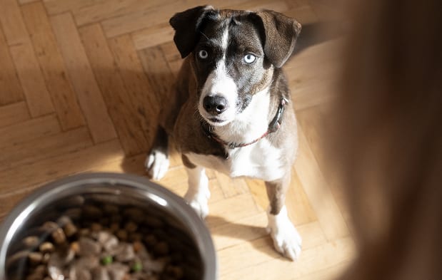  狗狗從地板上抬頭看著食盆