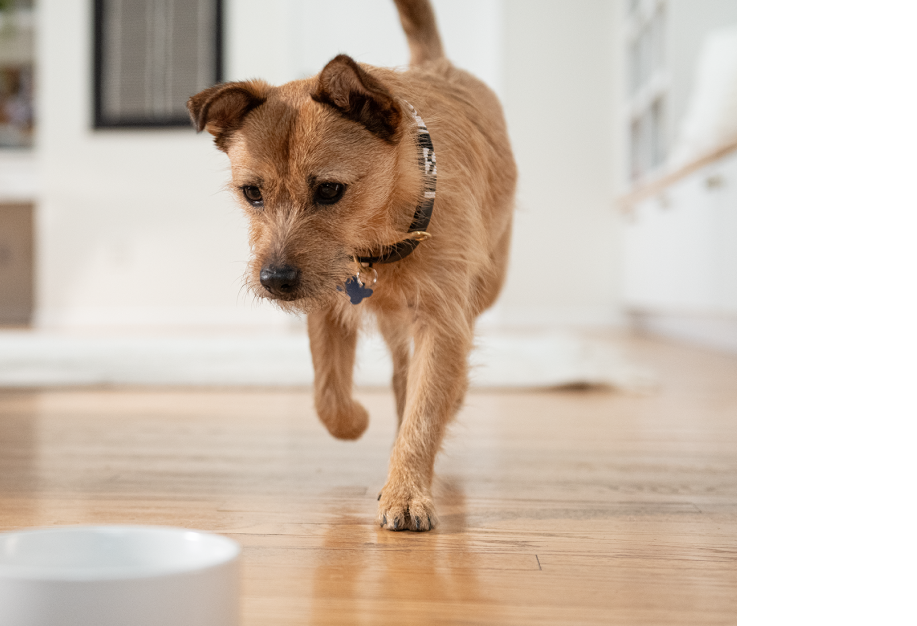 一隻棕色的小狗四處走動